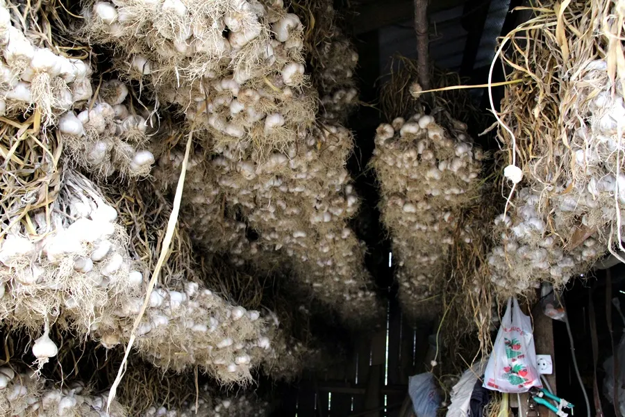 Au cultivat usturoi și au primit câte 3000 de euro