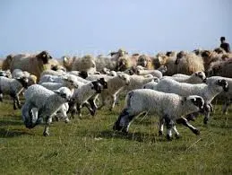 Cererile de plată a subvențiilor se depun până pe 31 ianuarie