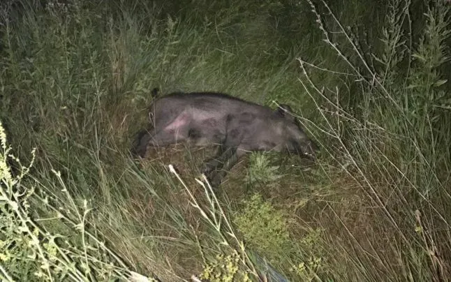 Numărul mistreților cu pestă porcină crește. Încă un caz înregistrat la Pomârla