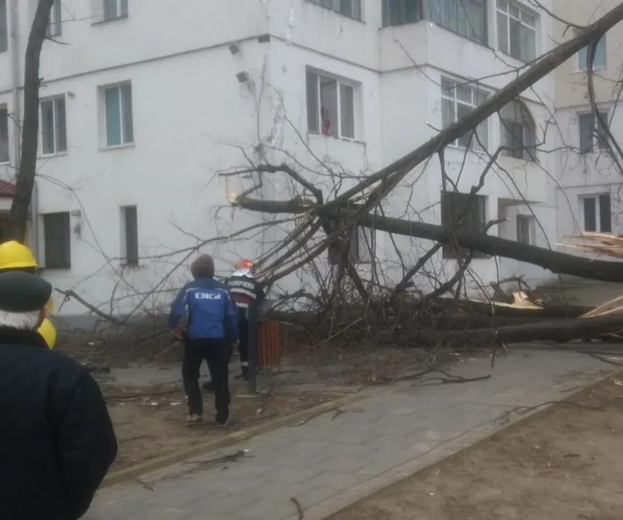 COD GALBEN de vânt. Copaci rupți în municipiul Botoșani FOTO