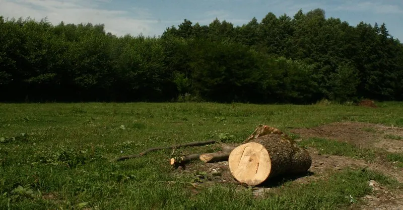 Tăieri ilegale de în pădurile din Balta Arsă și Ibănești-Pomârla