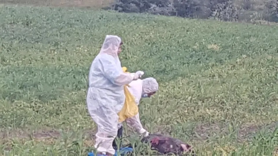 Noi măsuri în lupta cu pesta porcină
