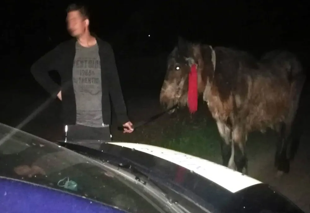 A furat calul unui bătrân de 84 de ani, dar a dat nas în nas cu poliţiştii de frontieră