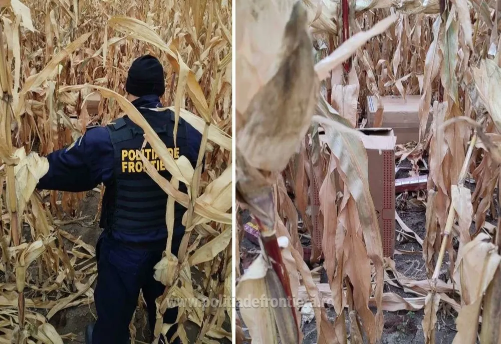 Contrabandist reţinut de către poliţiştii de frontieră în timp ce îşi abandona baxurile cu țigări în lanul de porumb