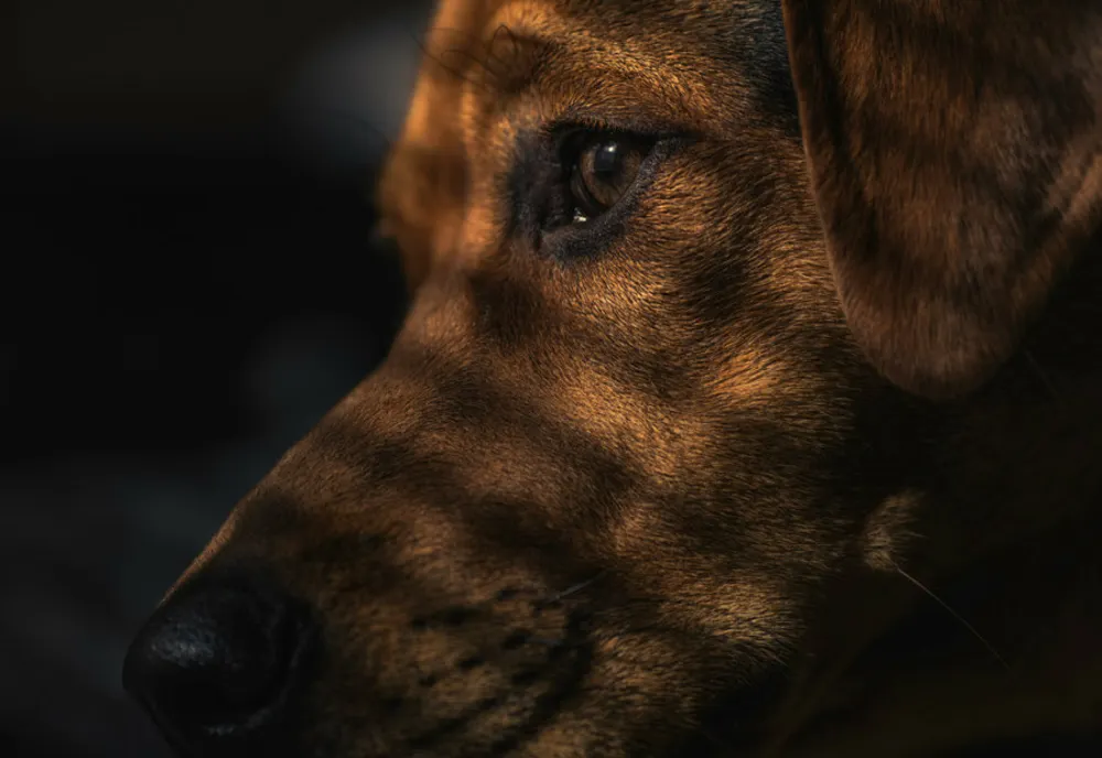 Percheziții la persoane bănuite de cruzime împotriva animalelor