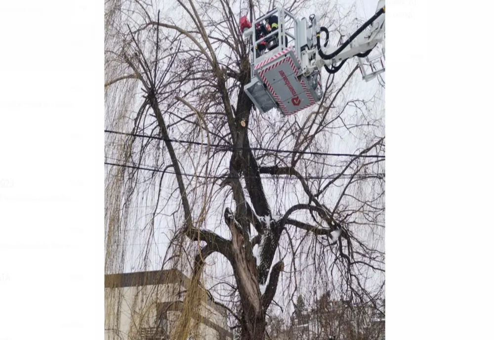 Pericol înlăturat de pompieri, după ce un trecător a sunat la 112 și a semnalat că un copac se poate prăbuși peste pietoni