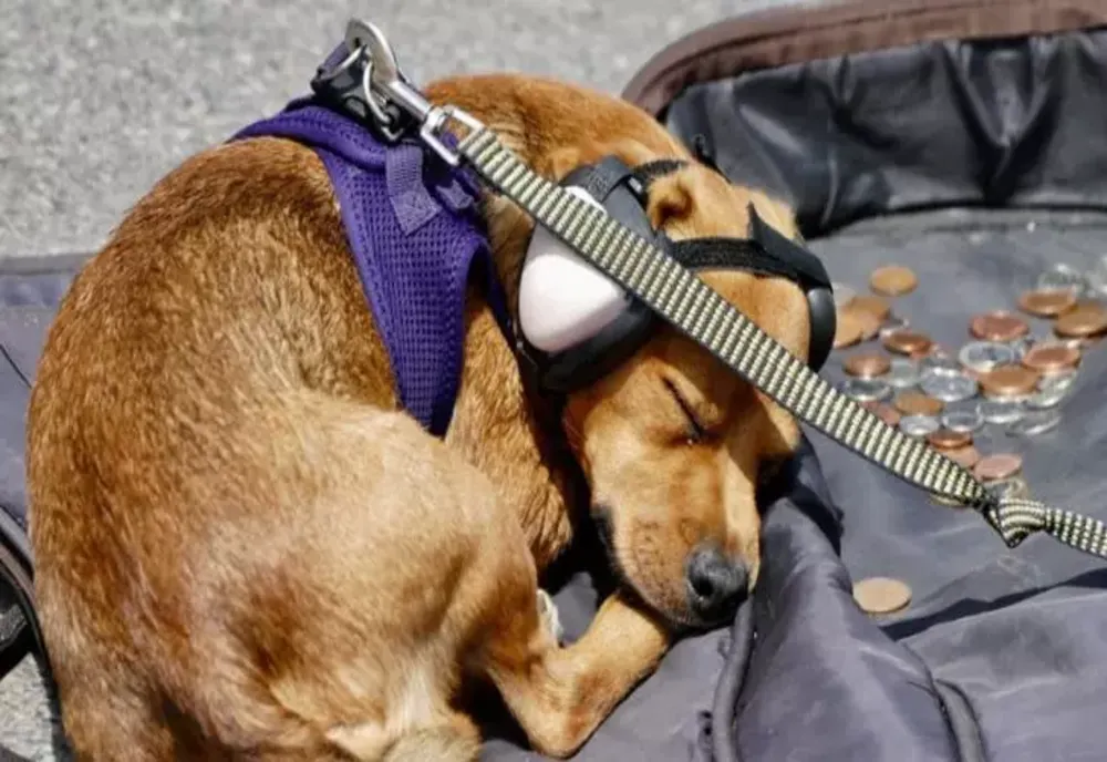 1 martie, miercurea ALARMELOR. Cum ne protejăm animalele de casă de sunetul sirenelor