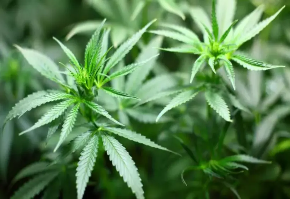 Legalizarea canabisului medical, din nou pe masa parlamentarilor. Ce șanse sunt să treacă proiectul