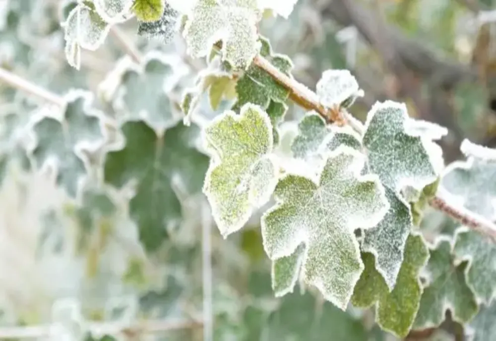 VREMEA 23 DECEMBRIE. VALORI TERMICE APROPIATE DE NORMALUL CLIMATOLOGIC AL PERIOADEI