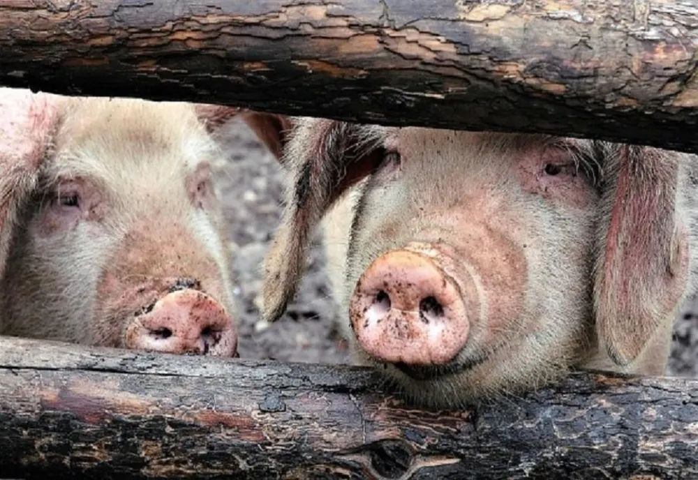 Peste 250 de porci dintr-o gospodărie, uciși de DSVSA din cauza pestei porcine