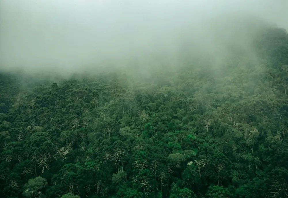 PĂDUREA TROPICALĂ AMAZONIANĂ A SCĂZUT CU O SUPRAFAŢĂ APROAPE EGALĂ CU CEA A SPANIEI, ÎN 40 DE ANI