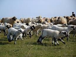 Cererile de plată a subvențiilor se depun până pe 31 ianuarie