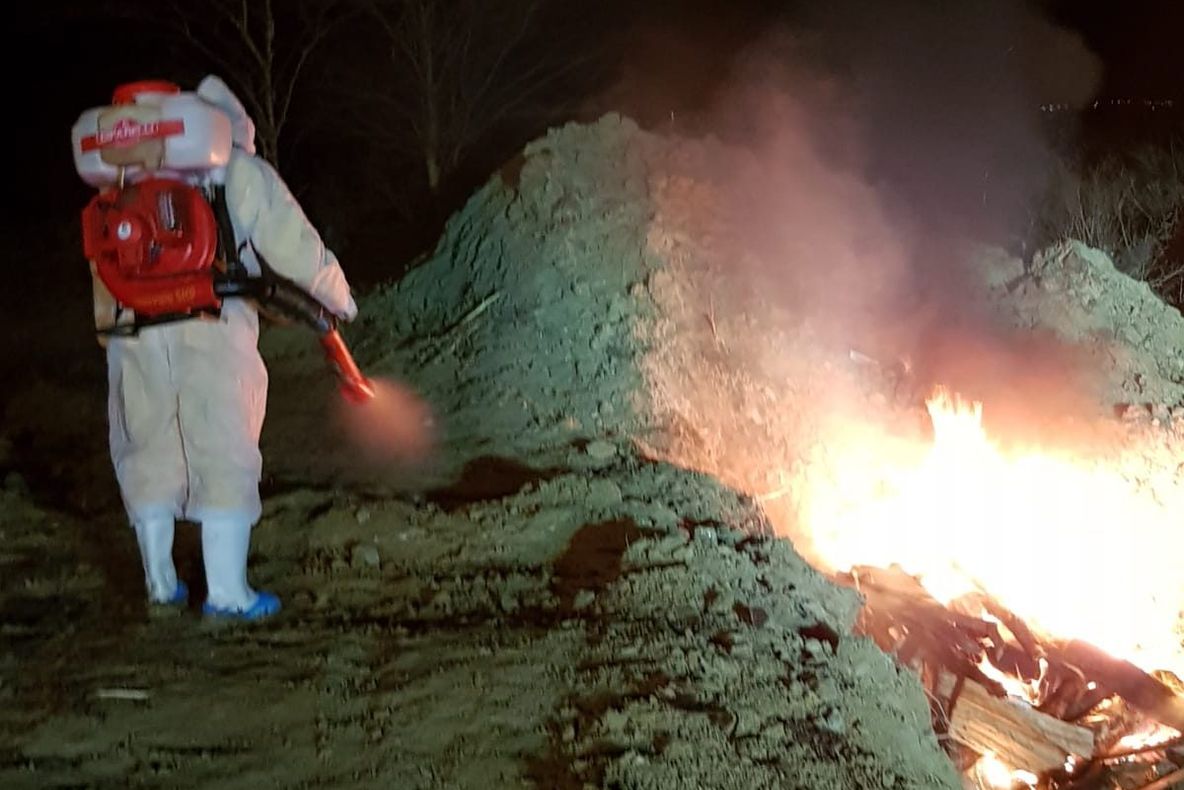 Un nou focar de pestă. Toți porcii dintr-o gospodărie au fost uciși VIDEO