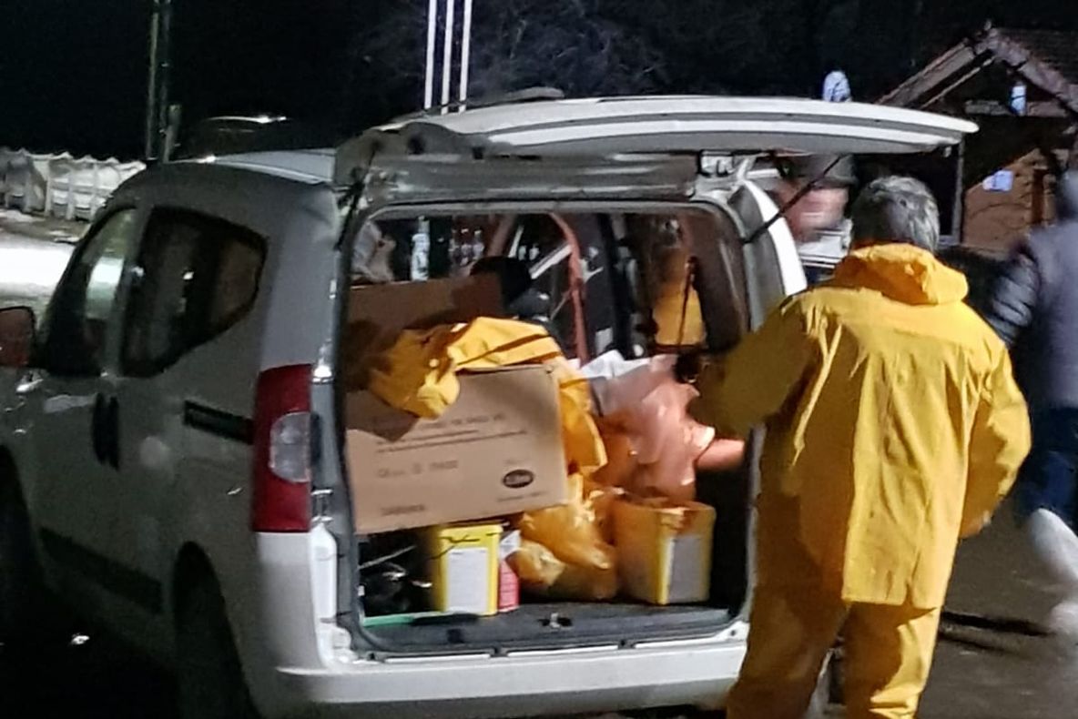 Măcel în comuna Pomârla. Majoritatea cetățenilor și-au tăiat porcii de frica PPA