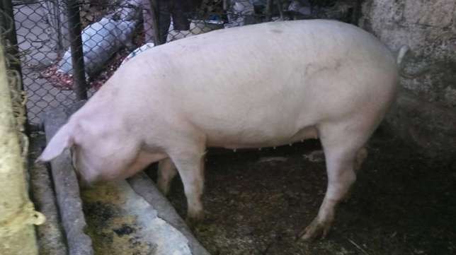 Locuitorii comunei Pomârla au început să-și taie porcii după ce s-au confirmat două cazuri de PPA