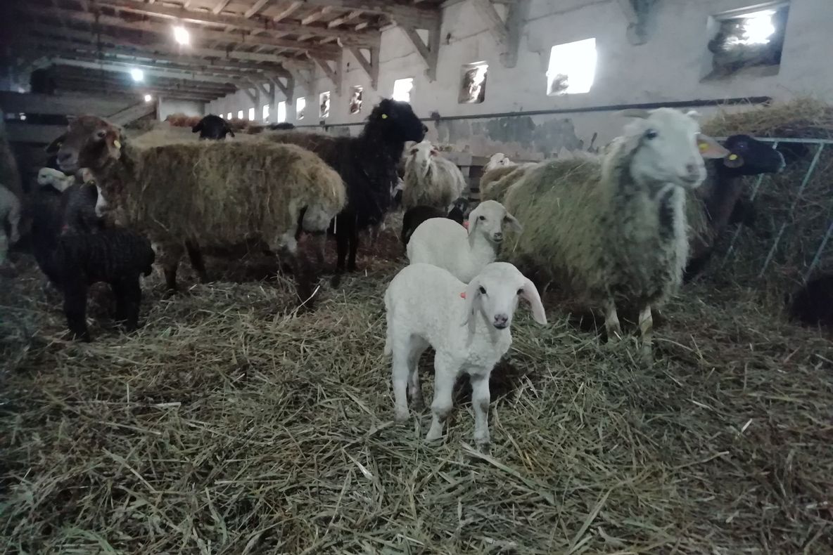 Peste 300 de miei scoși la vânzare înaintea Paștelui de Stațiunea Popăuți FOTO&VIDEO