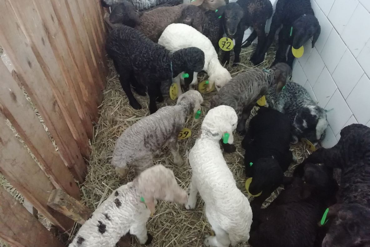 Stațiunea Popăuți va primi 3 milioane de lei de la Ministerul Agriculturii pentru două proiete de cercetare