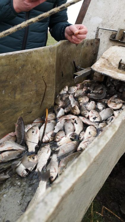 Repopulări cu pește făcute de AJVPS Botoșani
