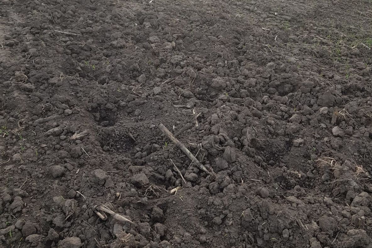 Porcii mistreți fac ravagii în județ și răspândesc pesta: „Ei spun că sunt 69 de porci. Sunt cel puțin 300”