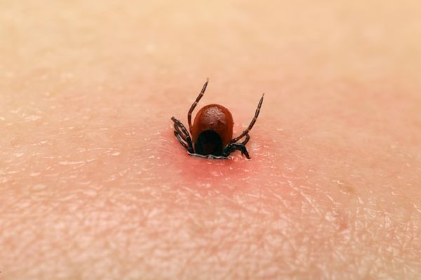 Zeci de botoșăneni înțepați de căpușe