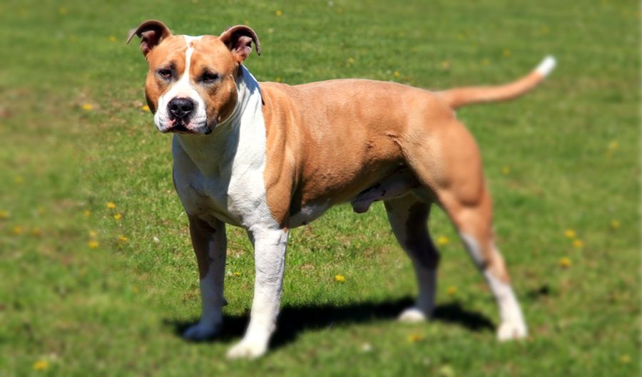 Tineri atacați de un „American Staffordshire Terrier”, într-un parc din Botoșani