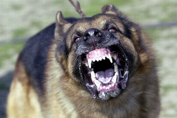 Condamnat din cauza unui câine