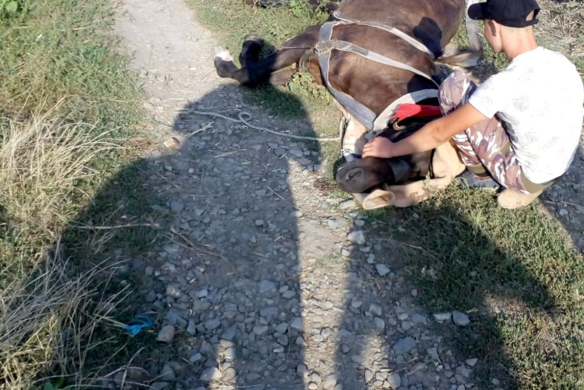 Cal salvat de pompieri dintr-o groapă FOTO