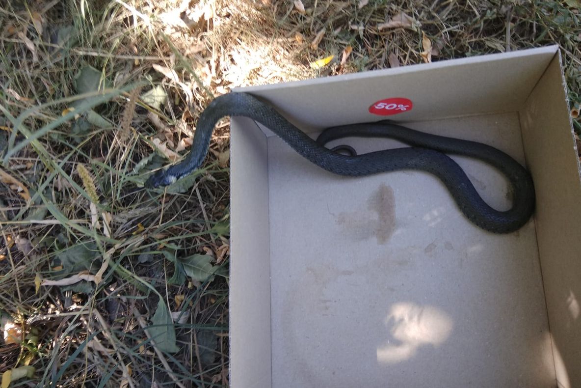 Șarpe de aproximativ un metru, găsit într-o fântână din Botoșani
