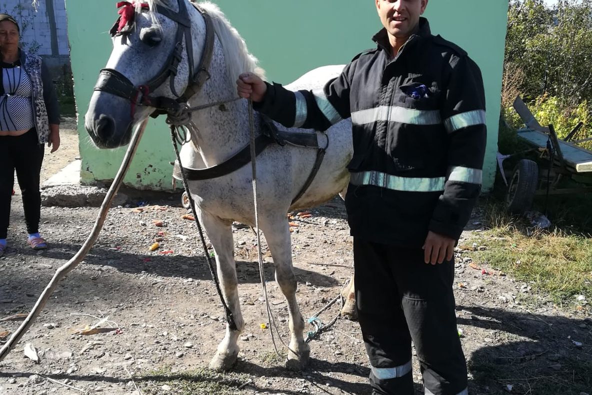 Cal salvat dintr-un beci de pompieri