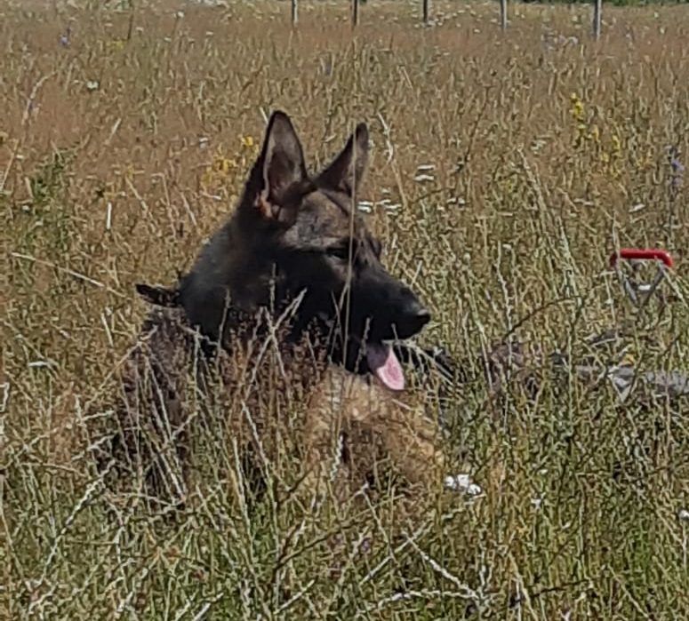 Bătrân dispărut de la domiciliu. A fost găsit după aproape 24 de ore cu ajutorul unui câine