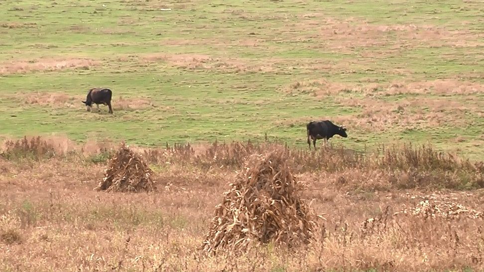 REPORTAJ. Oamenii de la țară renunță la animale și își cumpără mâncarea din supermarketuri VIDEO