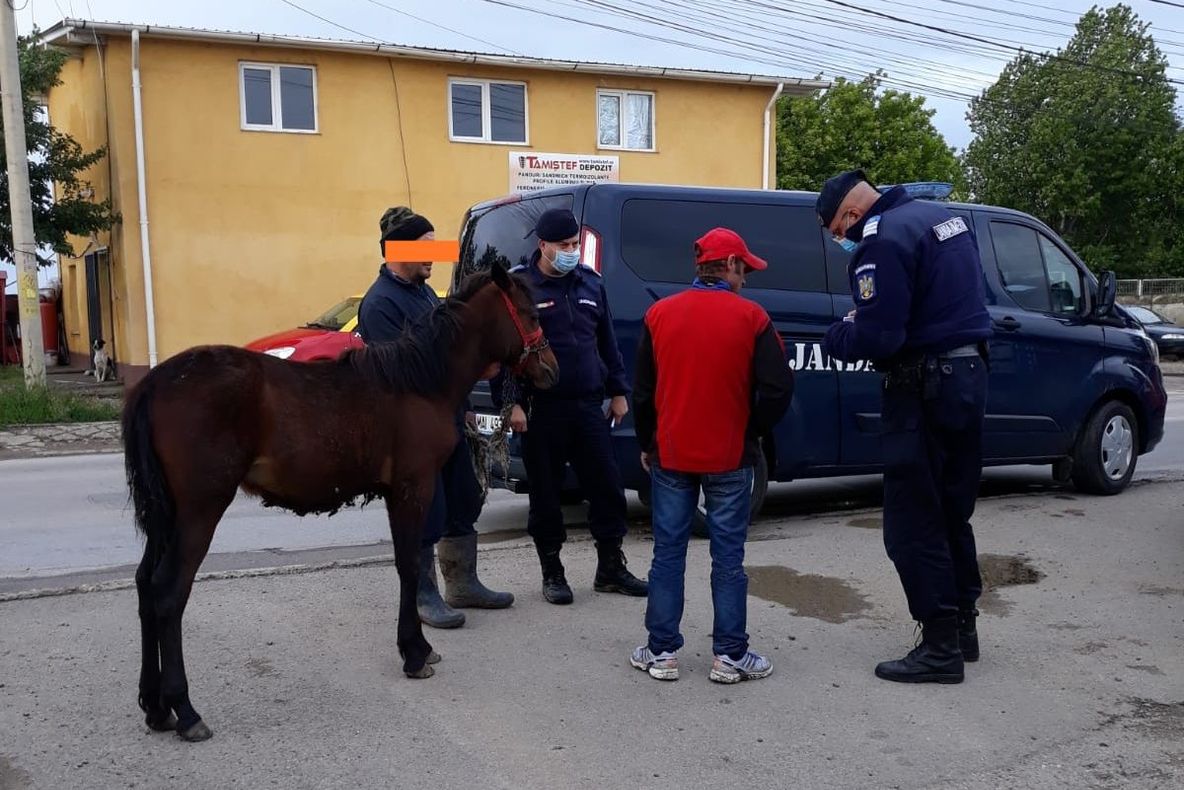 Cal prins de jandarmi și predat proprietarului