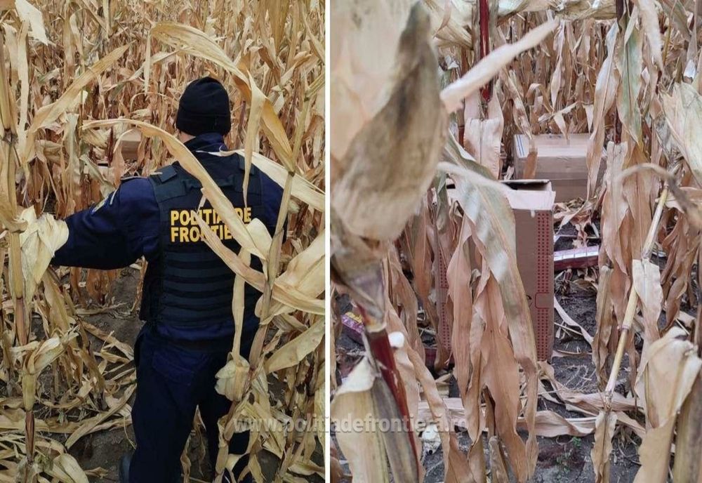 Contrabandist reţinut de către poliţiştii de frontieră în timp ce îşi abandona baxurile cu țigări în lanul de porumb