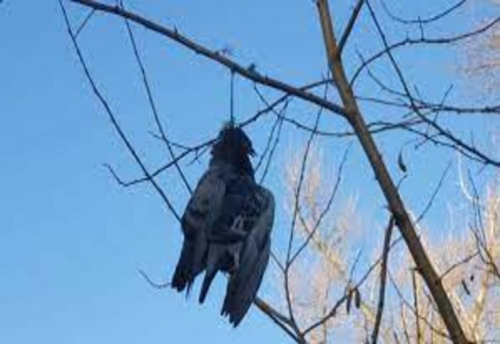 Zeci de păsări găsite spânzurate într-o pădure din Botoșani