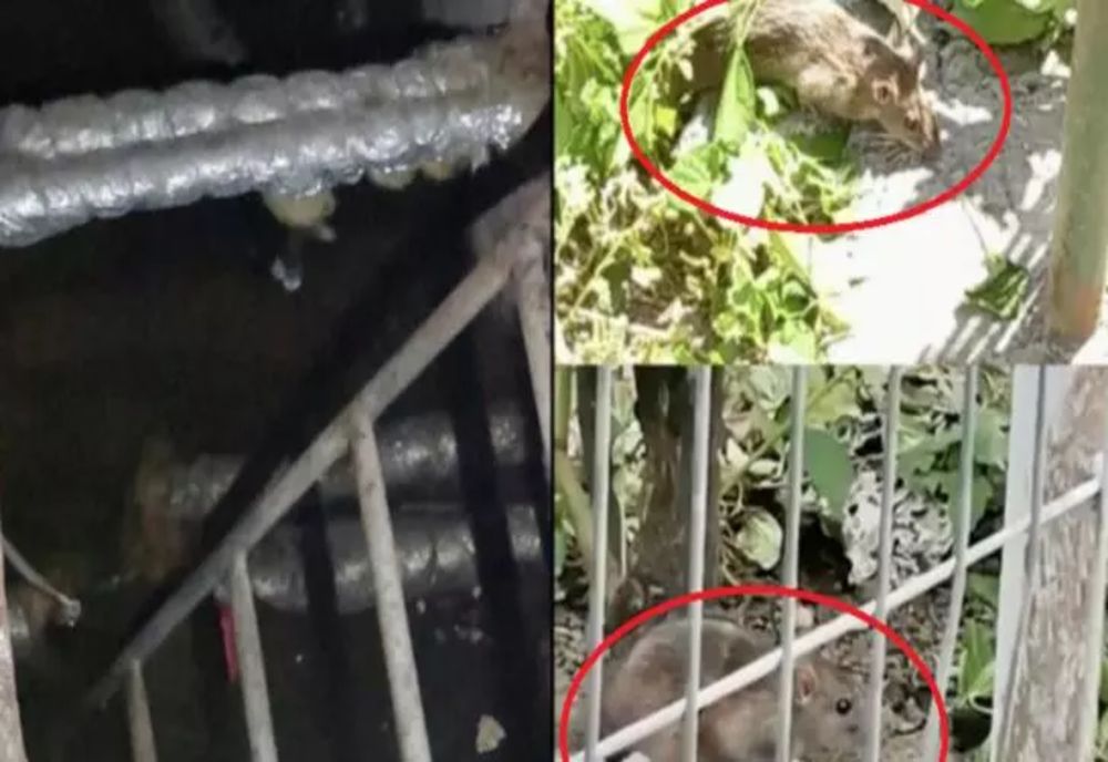 Invazie de ȘOBOLANI în Botoșani! Locuitorii sunt TERORIZAȚI