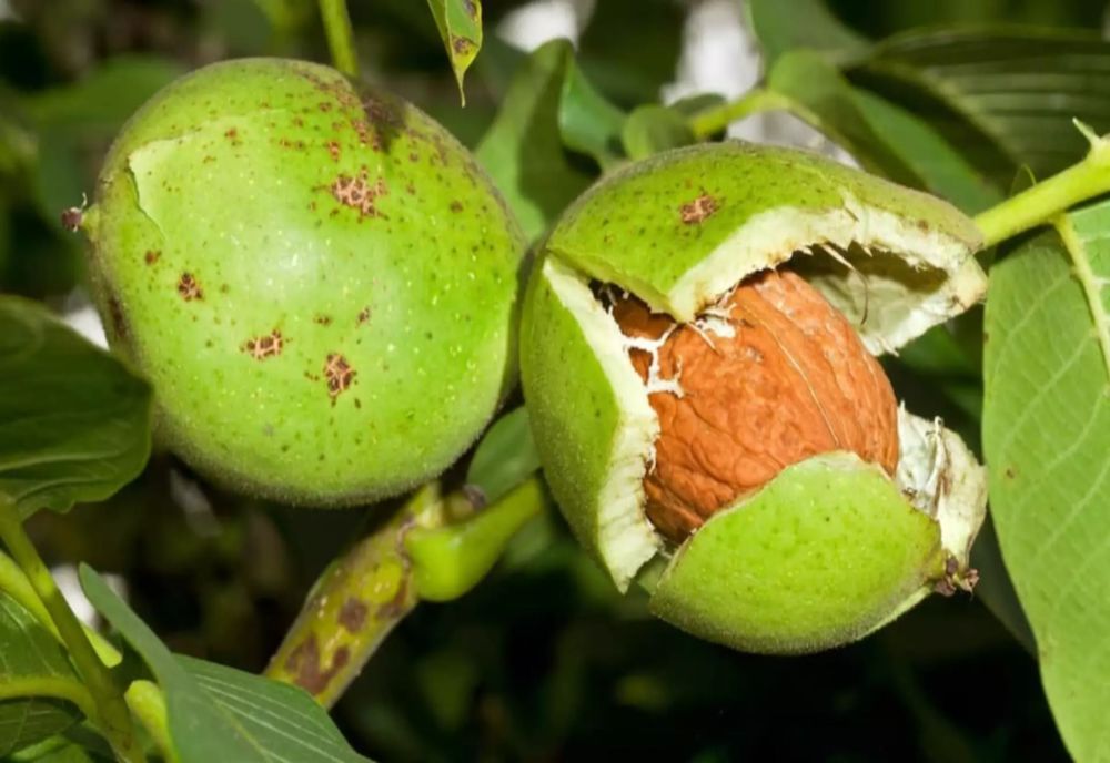 Blestemul nucului. Ce se întâmplă dacă tai un nuc - este mai rău decât îți imaginezi!