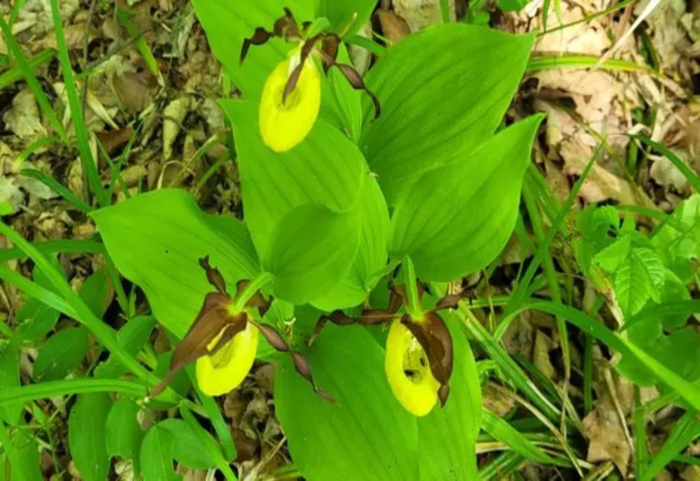 O orhidee sălbatică, extrem de rară, a înflorit într-o pădure din județul Botoșani - FOTO