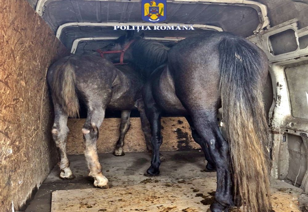 În arest pentru că a furat doi cai
