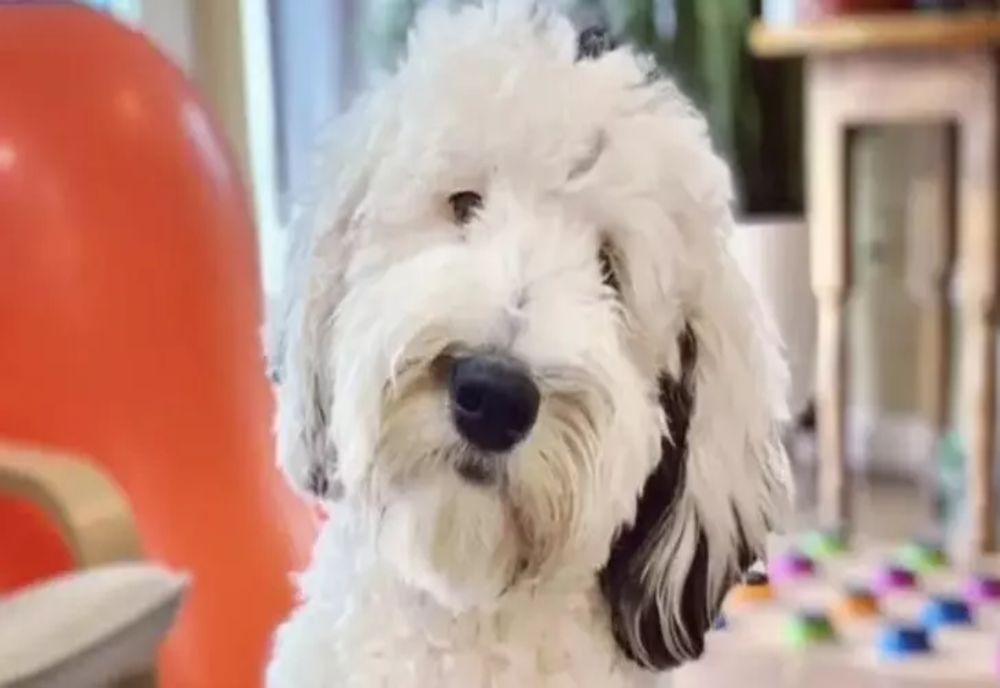 Un câine ”vorbitor”, în top 50 influenceri din întreaga lume - Imagini virale