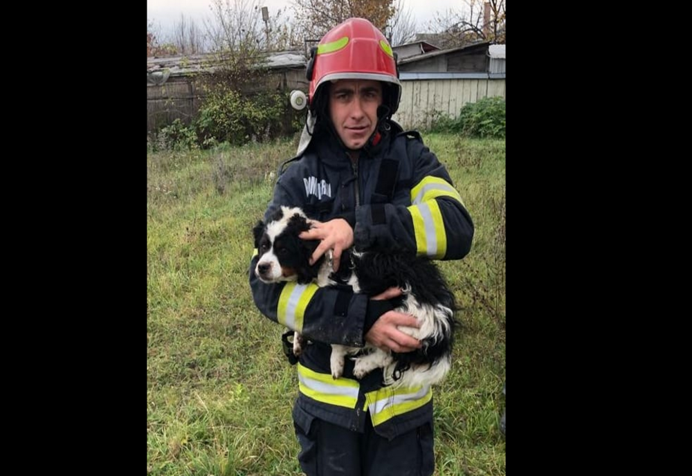 Câine salvat dintr-un canal adânc de pompierii botoșăneni