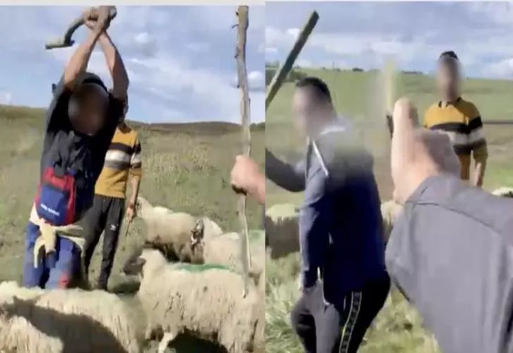 Scena HALUCINANTE. Ciobanii au sărit cu bâtele la polițiști și inspectori ca să-și apere oile care pășteau ILEGAL -VIDEO
