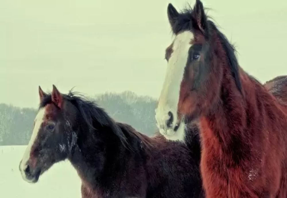 Primăriile din Botoşani ar putea folosi utilaje de deszăpezire trase de cai. Ce transmite ISU