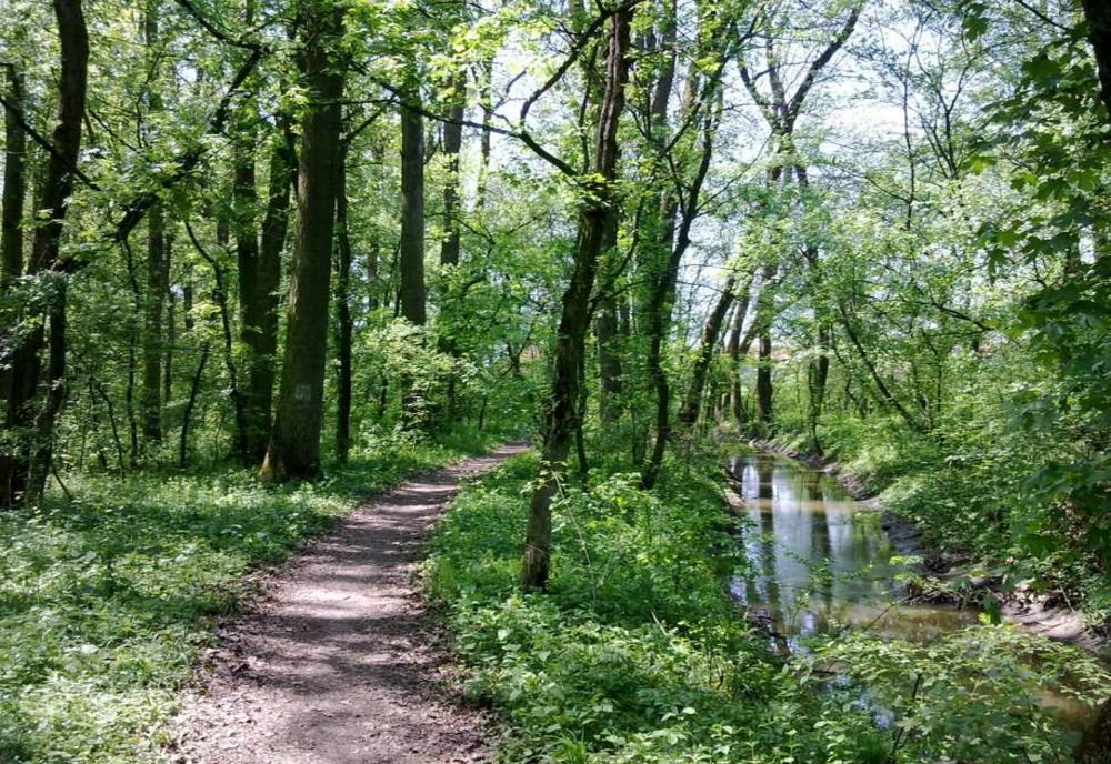 Un băiat de 16 ani s-a dus la tăiat lemne și a ajuns la spital după ce un copac a căzut peste el