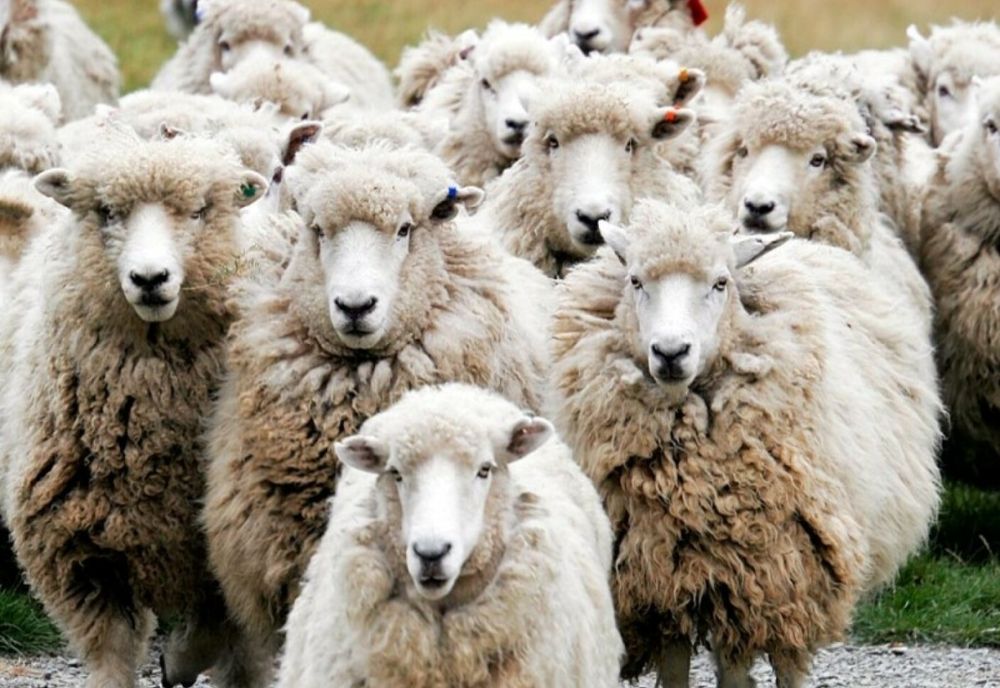 Un braconier a pus lanțuri pentr vânat, dar a capturat cinci oi pe care și l-a însușit