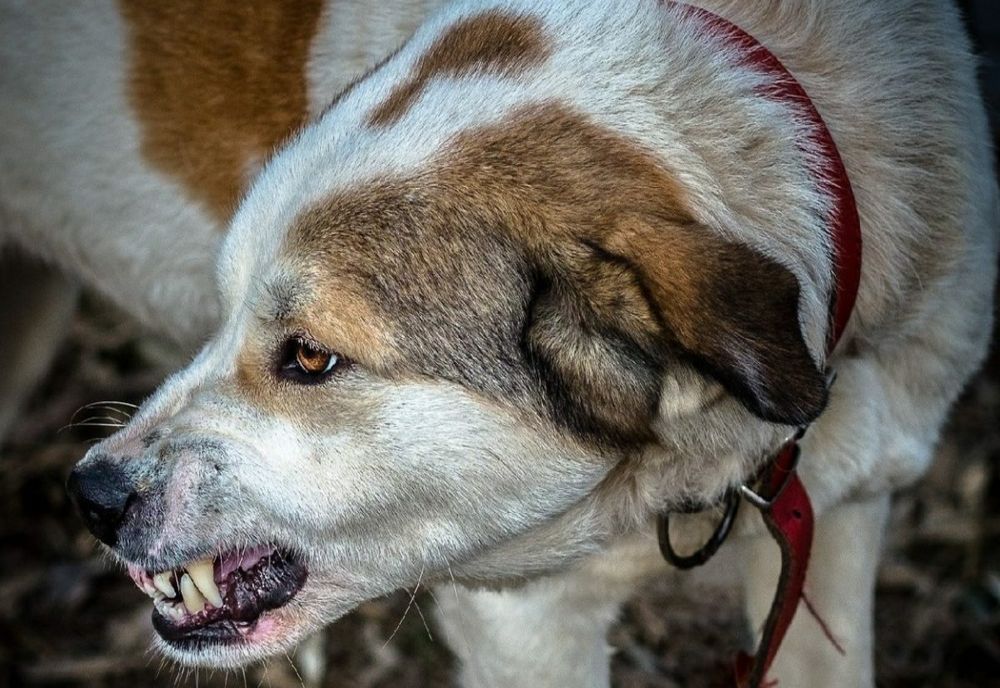 Copil de 11 ani, mușcat de trei câini care au fugit dintr-o curte. Băiatul, dus de urgență la spital