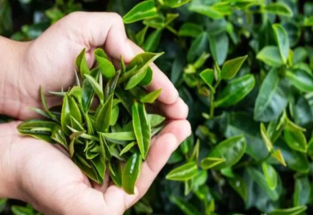 Praf și aer încărcat în casă? Iată plantele care îți pot veni în ajutor 