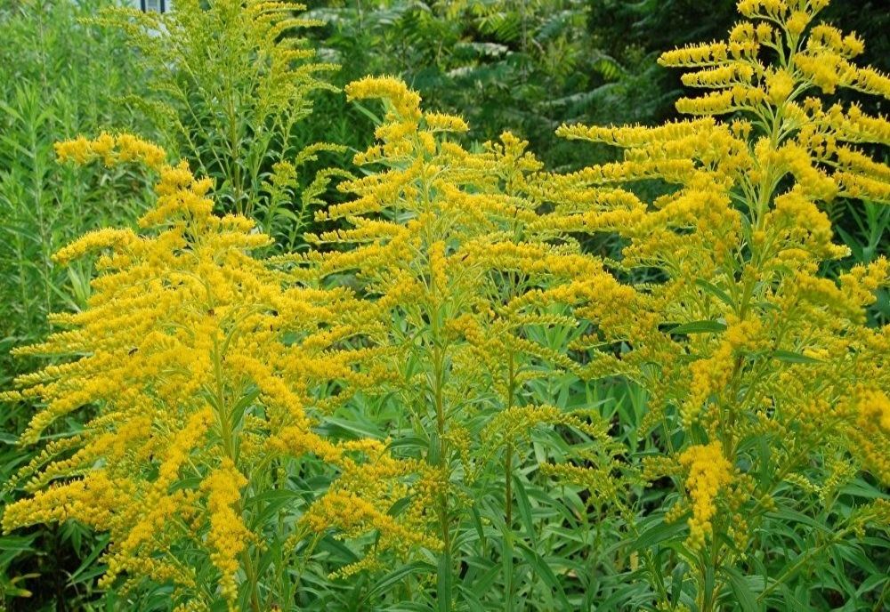 Proiectul care obligă proprietarii de terenuri să îndepărteze ambrozia pe tot parcursul anului, adoptat de Senat