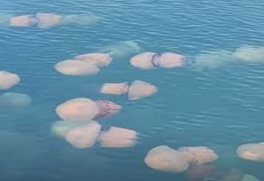 Pericol uriaș pe litoral chiar înainte de începerea sezonului estival: zonele de coastă au fost invadate