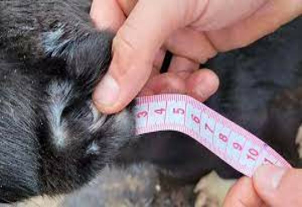 Câini cu urechi și cozi tăiate! Bărbatul, bănuit că făcea intervenții chirurgicale ilegale asupra lor, adus la audieri