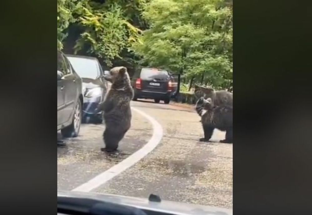 VIDEO Un şofer inconştient a bătut palma cu un urs pe Transfăgărăşan